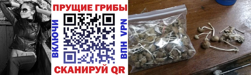 магазин    Краснодар  МЕГА как войти  Галлюциногенные грибы Cubensis 